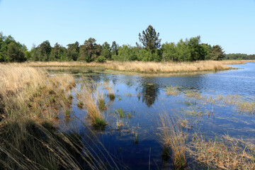 swamp in cross border park Kalmthout Heath, Belgium 
