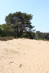 Fototapeta premium cross border park Kalmthout Heath, Belgium 
