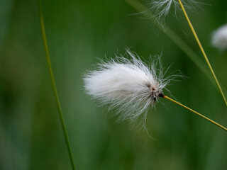dandelion seed head