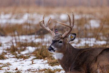 Fenced in White-tailed (Odocoileus virginianus) buck with an ear tag laying on the ground during winter in Wisconsin. Selective focus, background blur and foreground blur.
