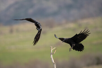 Common raven in the Rhodope mountains. The raven is flying in the Bulgaria's mountains. Black bird on the sky. European nature. Ornithology in Bulgaria