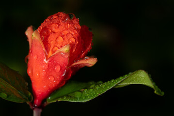 Close up of the blossom of a pomegranate tree. The flower is covered with dewdrops in the morning....
