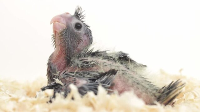 gray cockatiel parrot chick in sawdust on a white background