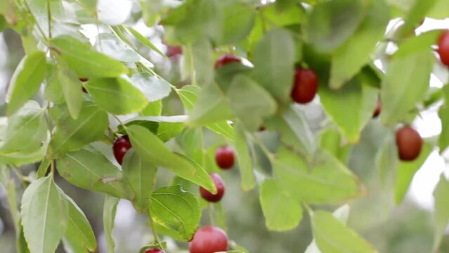 Ripe fruit Zizyphus on the branches of the tree. Growing Ziziphus .Chinese Date, Common Jujuba on a blurred background