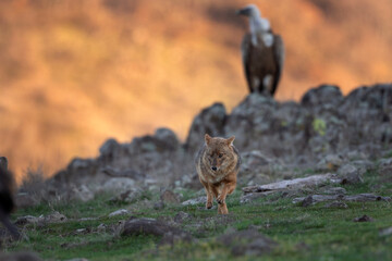 Golden jackal searching for food in the Rhodope mountains. Jackal moving in the Bulgaria mountains. Carnivore during winter. European nature.  Canine predator on the rock. 
