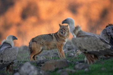 Golden jackal searching for food between griffon vultures in the Rhodope mountains. Jackal moving in the Bulgarian mountains. Vultures sit on the peak of the rock. Jackal is fighting with vultures. 