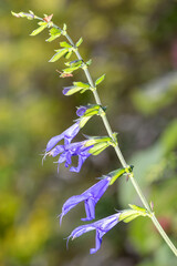 Close up of purple salvia amistad flowers in bloom
