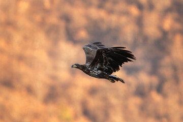 Golden eagle in the Rhodope mountains. Eagle is flying in the Bulgaria's mountains. Carnivore during winter. European nature. Ornithology in Bulgaria