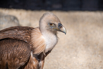 Body part of a vulture in beige brown color