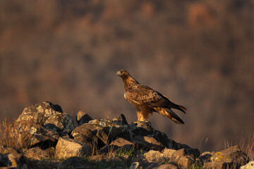 Golden eagle in the Rhodope mountains. Eagle is watching around on the rock. Carnivore during winter. European nature. Ornithology in Bulgaria