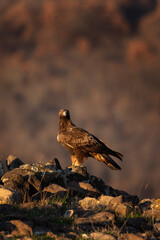 Golden eagle in the Rhodope mountains. Eagle is watching around on the rock. Carnivore during winter. European nature. Ornithology in Bulgaria