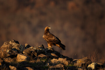 Golden eagle in the Rhodope mountains. Eagle is watching around on the rock. Carnivore during winter. European nature. Ornithology in Bulgaria