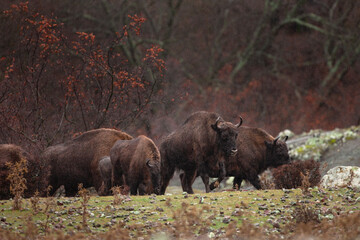 European bison in the Rhodope mountains. rare bison in the bulgariaś park. Strong bull in the...