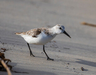 Closeup of Sanderling at Jekyll Island South Beach