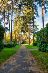 großer Weg im Herbstlaub auf einem Friedhof in Hamburg