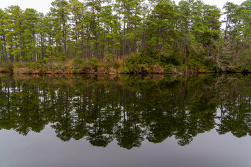 Beautiful tree line in a lake, reflecting on the still water