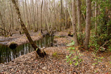 Winter stream feeding into a lake  Trees, leaves, serene scenery.