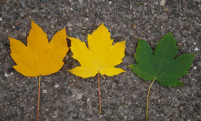 autumn leaves on asphalt. maple leaf on black background 