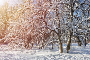 Trees in the forest with fresh fallen snow on the branches, sunny spring forest with sunlight