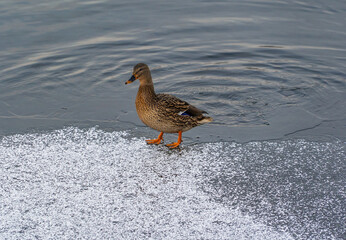 A duck stands on the edge of the ice in a freezing pond on a winter day.