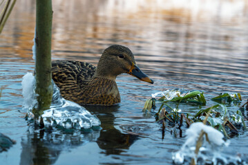 Duck close-up swims through the water in a freezing pond on a winter day.