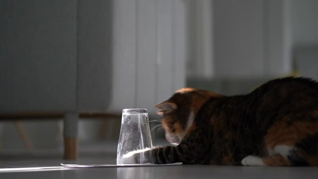 Curious domestic cat playing with bee under glass, kitten enjoying chasing wasp, kitty having fun with insect at home. Funny indoor games for cats to play