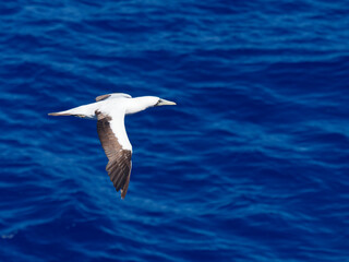 Fototapeta na wymiar Masked booby passing by at close distance. Selective focus on the body of the bird