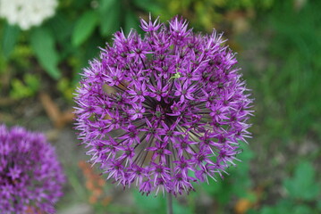 decorative purple garlic flowers