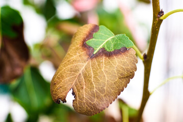 Leaves on a tree drying dying burned by the heat.