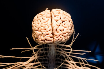 Representation of a brain and the nerve links that go down the spinal cord.