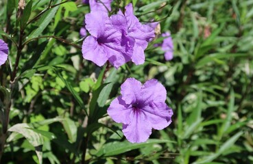 Purple petunia flowers in Florida nature, closeup