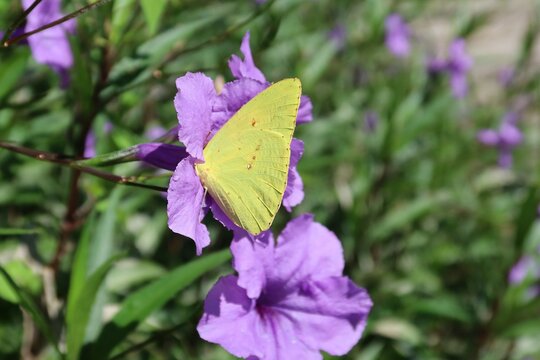 Yellow citron butterfly on petunia flower in Florida nature, closeup