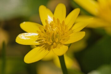 yellow flower macro