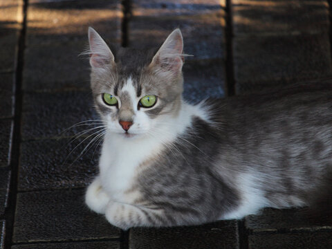 beautiful cat with expressive eyes sits on the cobblestones