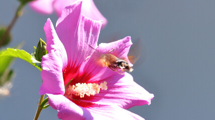 insect extracts nectar from a flower close-up