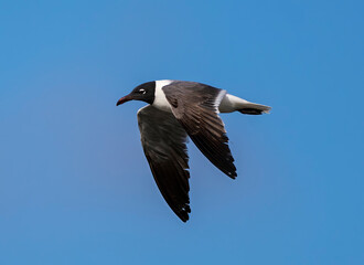 Adult Laughing Gull at Jekyll Island South Beach