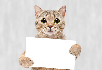 Portrait of a cat Scottish Straight with a banner on a gray background