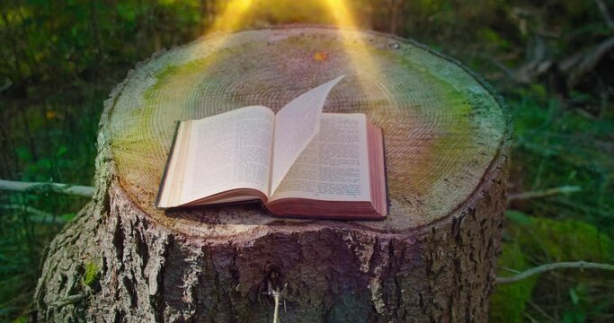 Holy Bible. Open sacred book on a natural background. Forest nature. Rays of sunlight fall on the pages. Big old stump.
