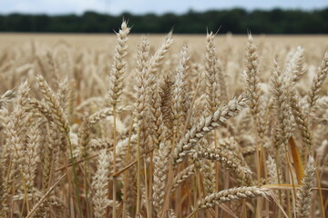 Fototapeta premium Landwirtschaftlicher Bereich. Natürlichen Umgebung. Sommerlandschaft. Kulturpflanzen. Vor der Weizenernte. Landschaftsbild. Äste und üppiges Laub. Tageslichtfoto. Goldenes Müsli. Garbe Weizen.