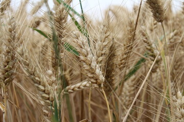 Landwirtschaftlicher Bereich. Natürlichen Umgebung. Sommerlandschaft. Kulturpflanzen. Vor der Weizenernte. Landschaftsbild. Äste und üppiges Laub. Tageslichtfoto. Goldenes Müsli. Garbe Weizen.