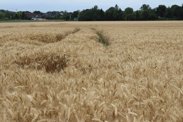Bewölkter Himmel über dem landwirtschaftlichen Bereich. Natürlichen Umgebung. Sommerlandschaft. Kulturpflanzen. Vor der Weizenernte. Landschaftsbild. Äste und üppiges Laub. Tageslichtfoto.