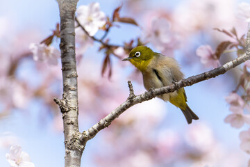 Naklejka premium 北海道の春、北限のメジロ
