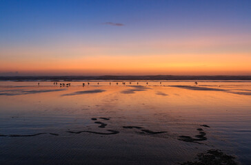 Obraz premium gulls on the beach at dusk, Tolovana, Oregon, US