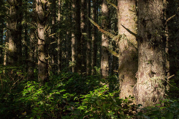 afternoon lights in the pine forest, Cape Meares, Oregon, US