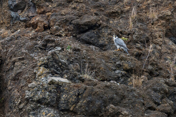 Peregrine falcon perched on the rocks, Yaquina Head, Oregon, US