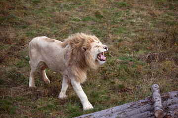 Obraz premium White lion roaring (Panthera leo krugeri)