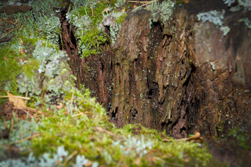 Dry fallen tree in the forest. Background texture rotting wood of an old tree.