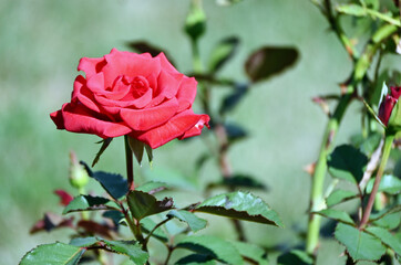 One Pink Rose