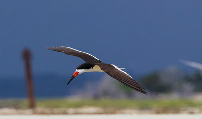 Black Skimmer against a dark sky at Jekyll Island South Beach