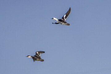 飛翔するミコアイサ